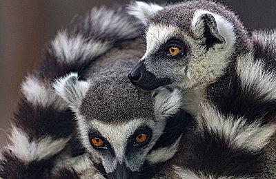 初代NS游戏并非是在任天堂Switch 2主机上原生运行